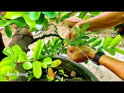 Tìm hiểu về cây siro bonsai