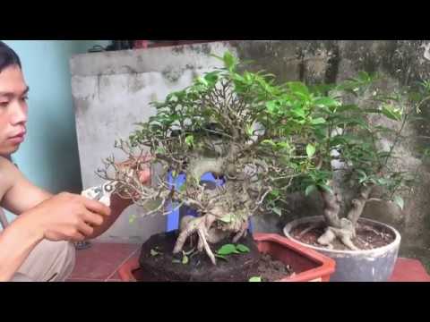 Cây sung bonsai - Chuyên bán bonsai tại Vườn Tinh Mộc