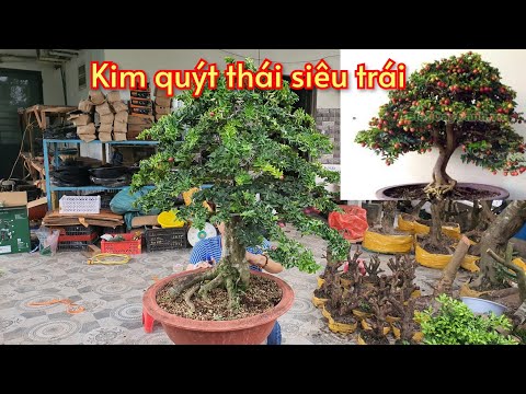 Cây Kim Quýt Bonsai: Ý Nghĩa, Cách Trồng và Chăm Sóc