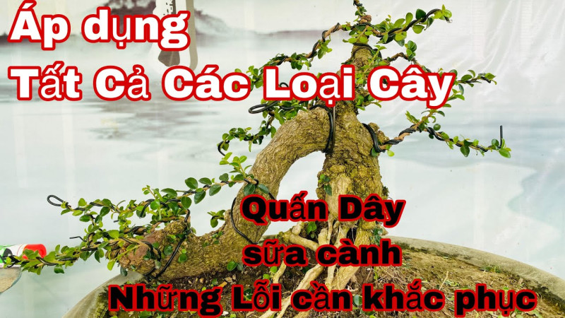 Huong Dan Quan Canh Bonsai