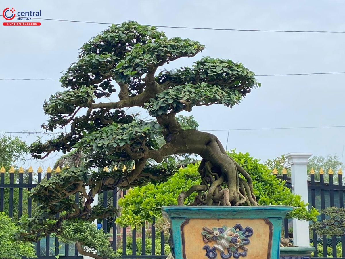 Cây Quýt Rừng Bonsai: Đặc Điểm, Cách Trồng và Chăm Sóc