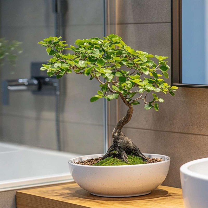 Bonsai