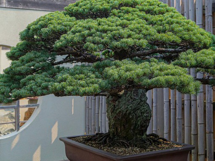 Cây bonsai 400 tuổi sống sót sau bom nguyên tử ở Hiroshima là có thật -  Tuổi Trẻ Online