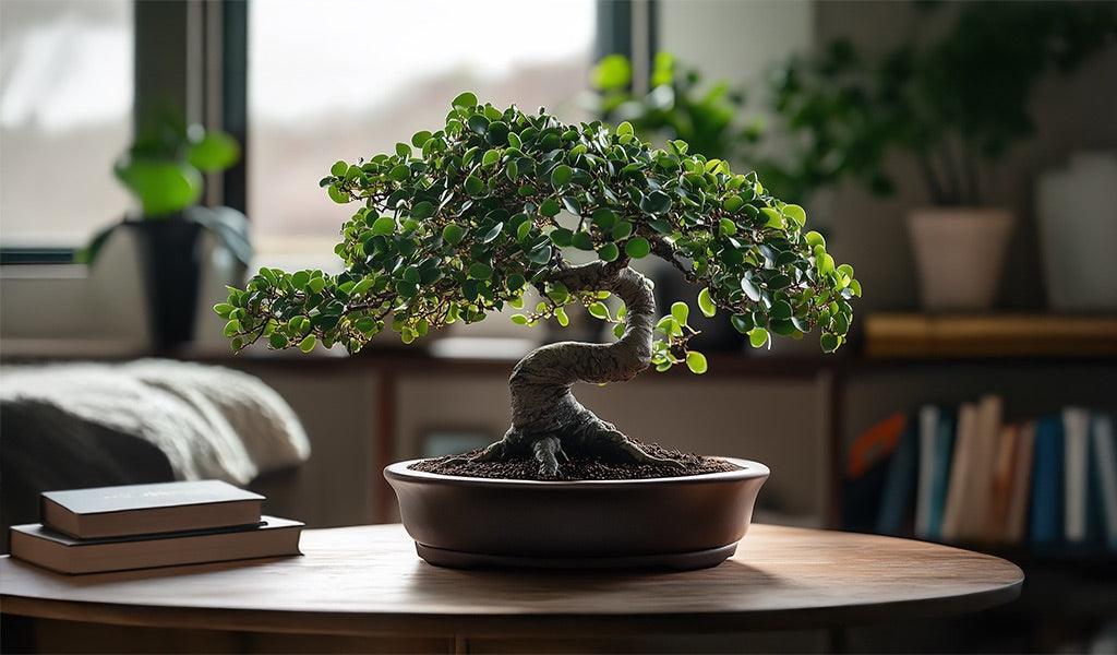 Learn About Bonsai and Ficus Ginseng: Meaning & Cultural Values