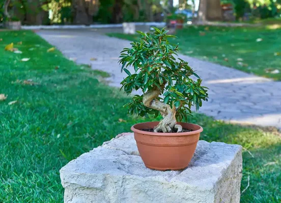 What is a prebonsai? - Mistral Bonsai