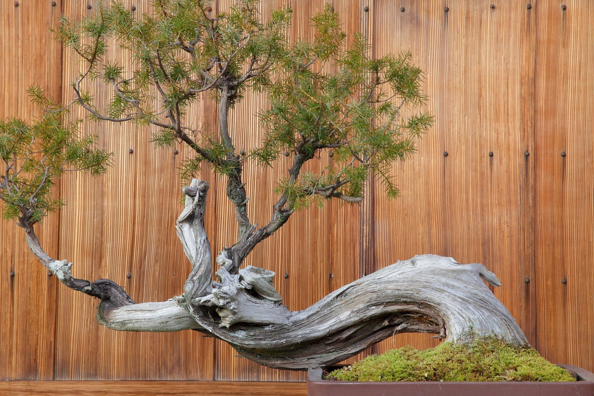 What is a Bonsai Tree? Symbolism, Care, and Tips for Growing Your Own –  Daitool