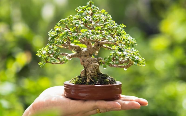 TOP 10 bonsai mini đẹp nhất hiện nay (cập nhật)