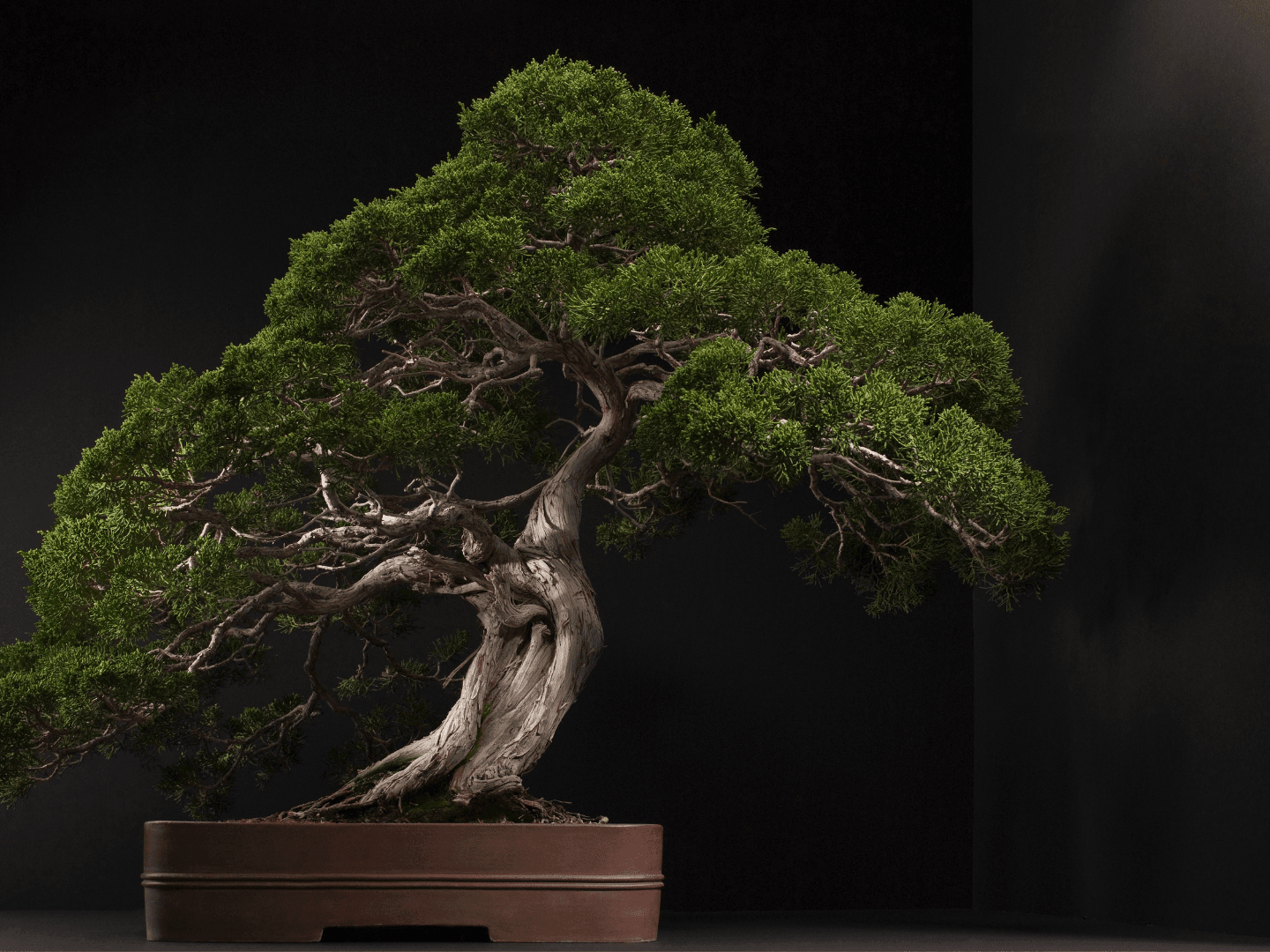 6 best Bonsai trees for beginners (that won't immediately die) | Architectural Digest India