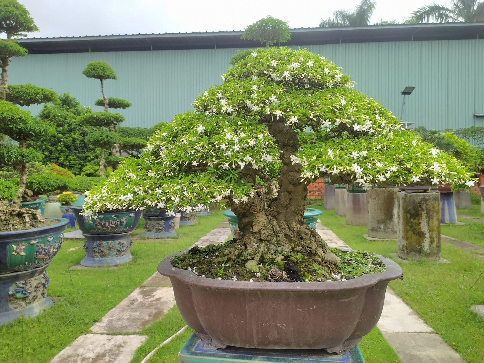 TOP 10+ Cây Bonsai Đà Nẵng Đa Dạng Kiểu Dáng, Đẹp Mắt
