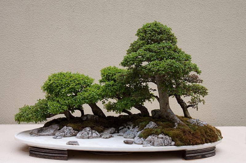 Các loại cây cảnh bonsai trồng trong nhà tốt nhất