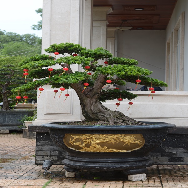 Điểm danh những cây cảnh bonsai đẹp & giá trị nhất 2023 - BonSai Việt Nam