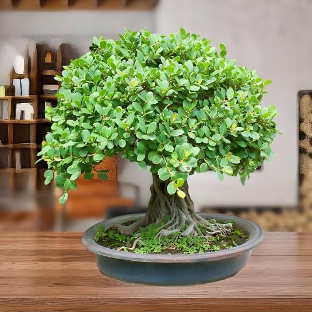 Bonsai Plant_Grafted Chinise Banyan Tree-(Chaina Bot) – Royals Plant