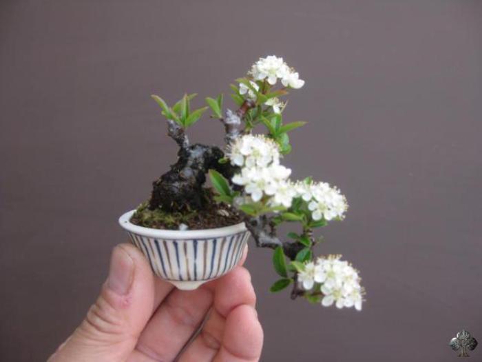 Top 10: Những cây Bonsai nhỏ nhất
