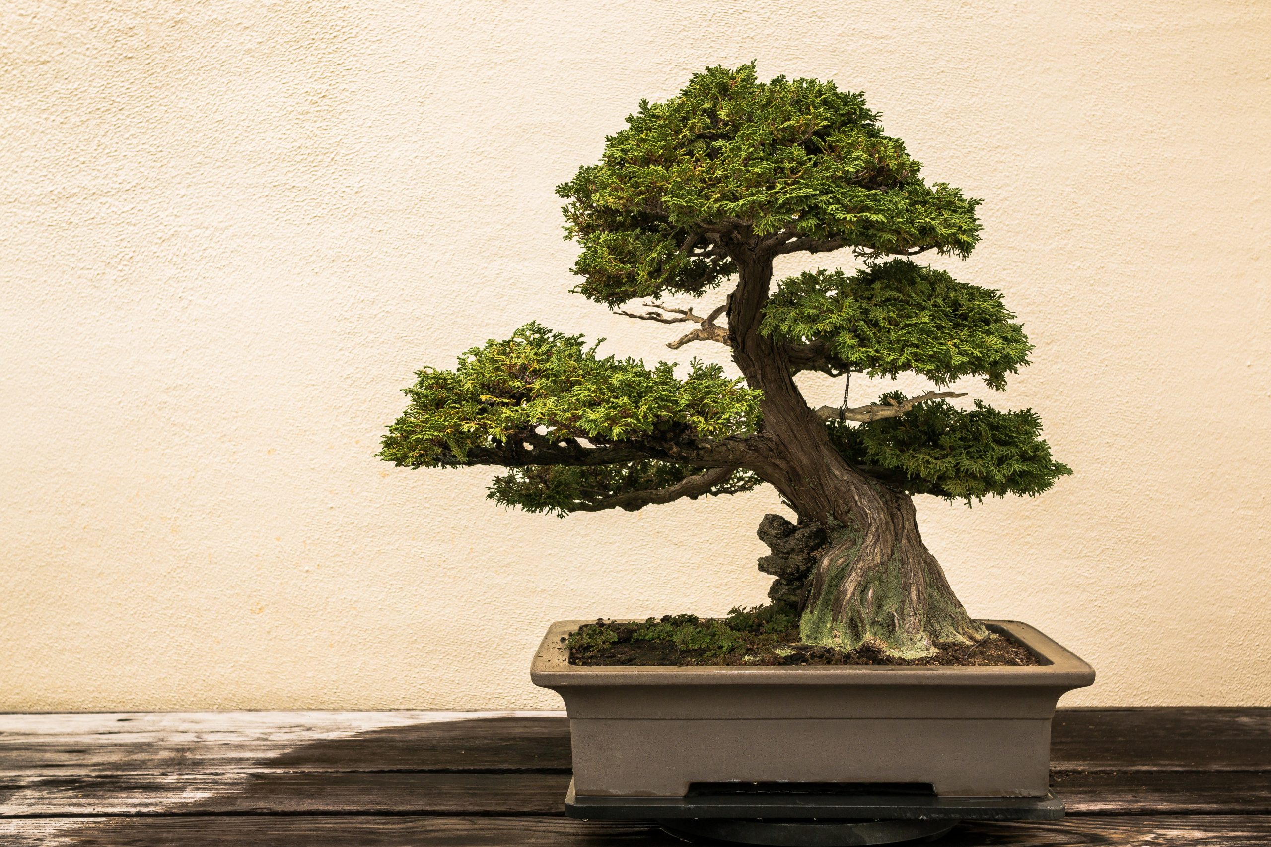 Japanese Bonsai Philosophy & Wabi Sabi II Wazakura Blog – Wazakura Japan