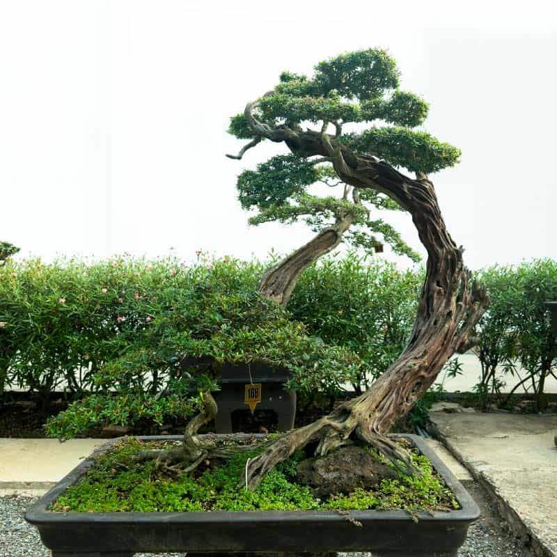 Top 20+ cây bonsai đẹp nhất, hợp phong thủy nhất Việt Nam