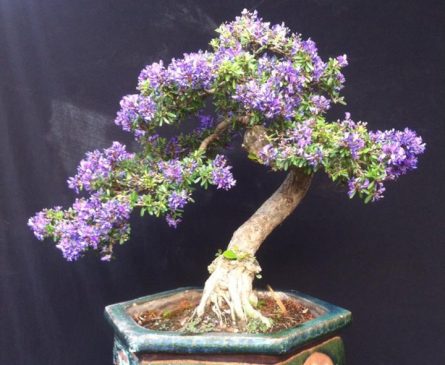 Cây Chòi Mòi Bonsai – Tất Cả Những Điều Bạn Cần Biết