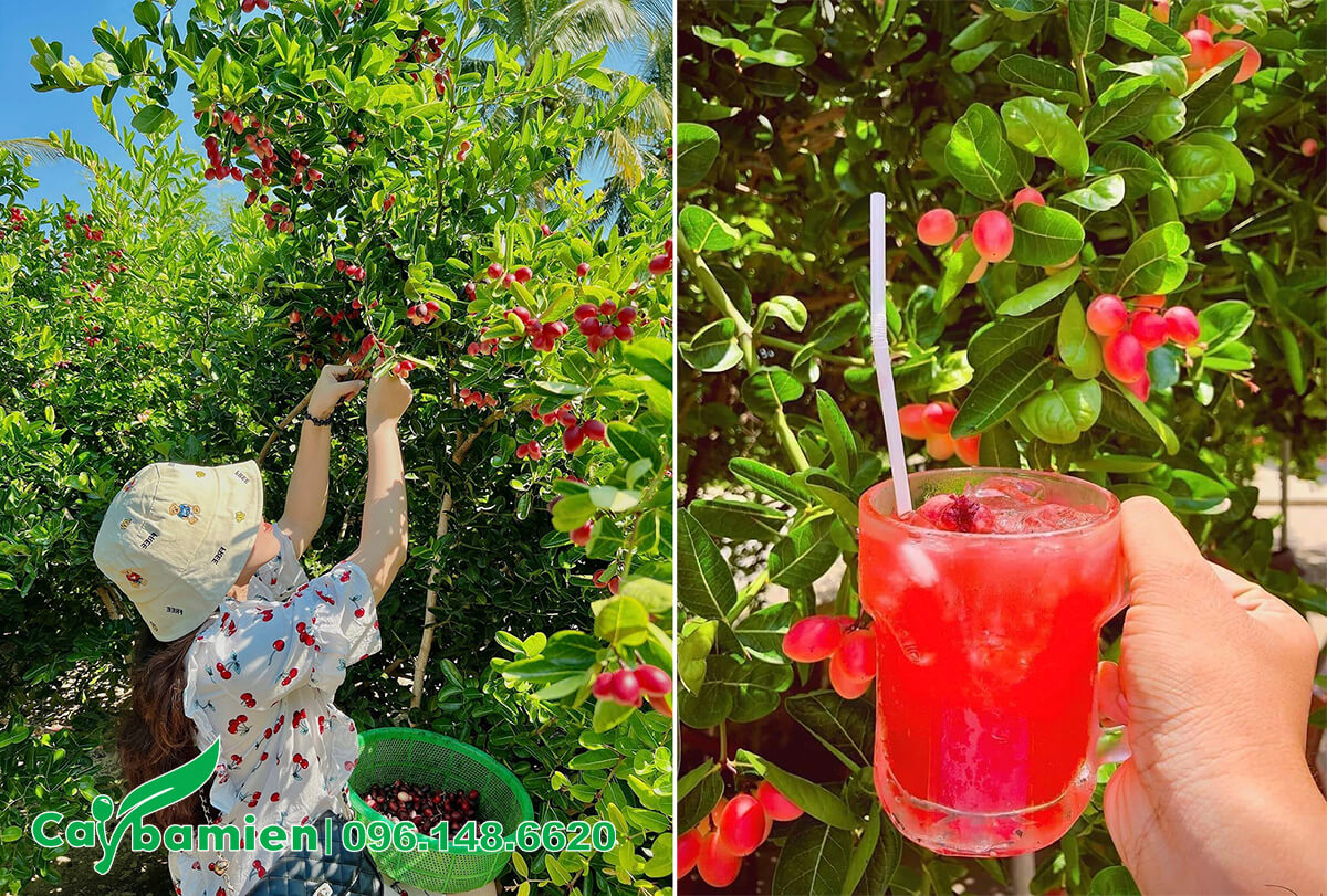 Tìm hiểu về cây siro bonsai