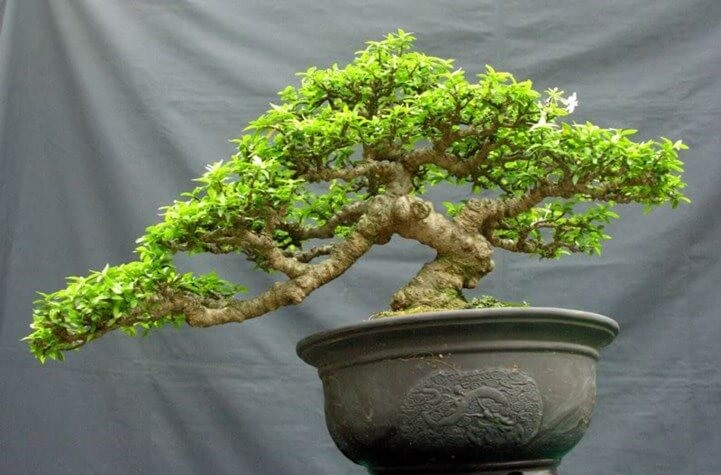 Tất Tần Tật Về Cây Du Bonsai - Vườn Tinh Mộc