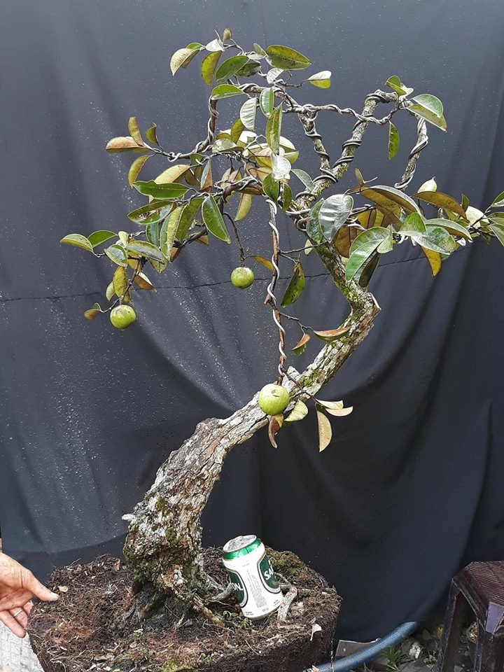 Cây Hoa Sữa Bonsai: Tạo Điểm Nhấn Cho Không Gian Sống
