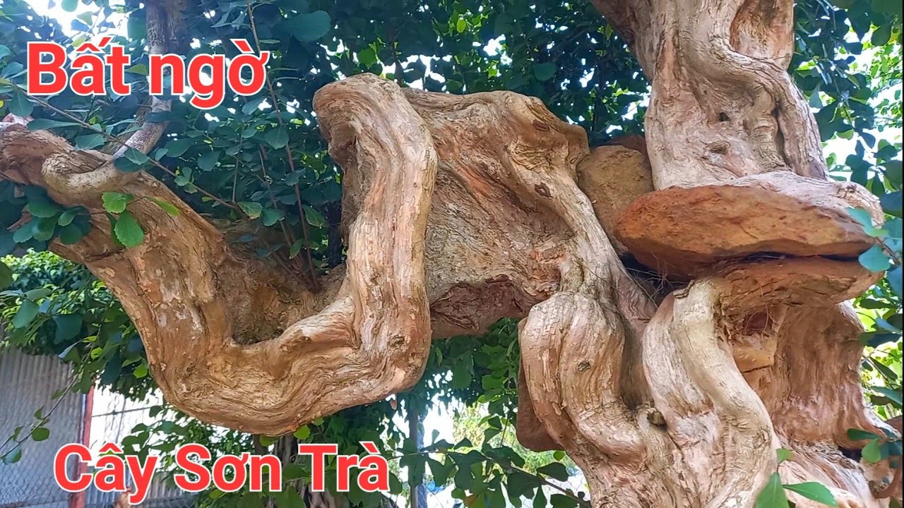 Cây sơn trà bonsai: Chăm sóc và Ý nghĩa