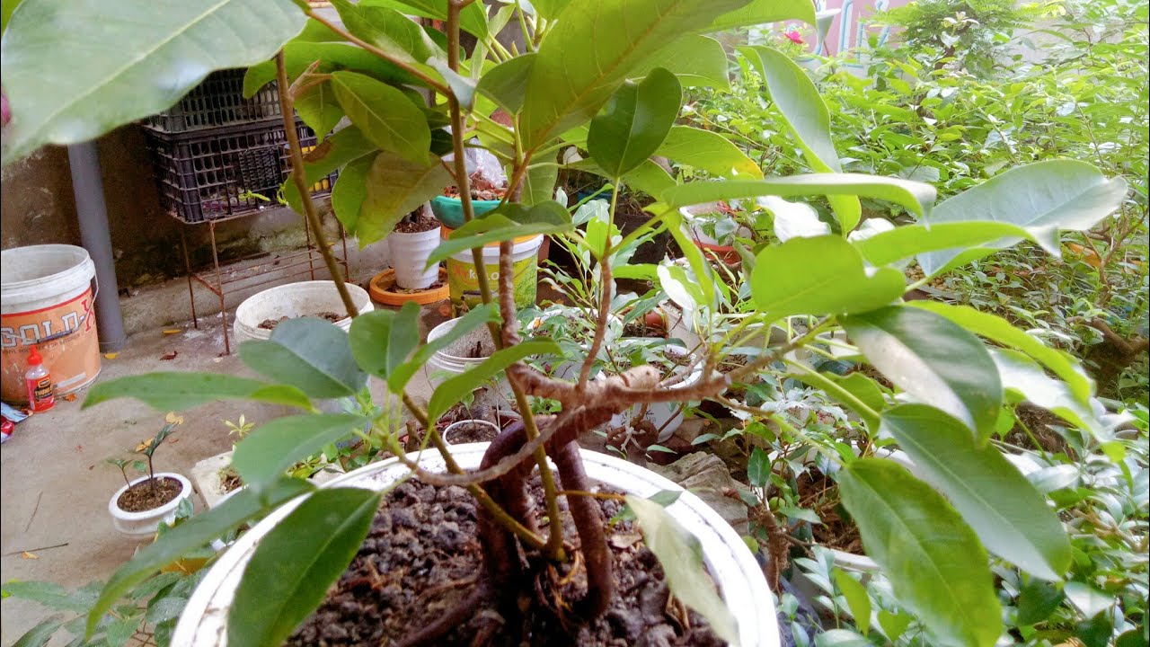 Tìm Hiểu Về Cây Túc Bonsai