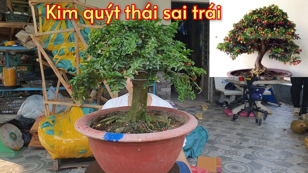 Cây Kim Quýt Bonsai: Ý Nghĩa, Cách Trồng và Chăm Sóc