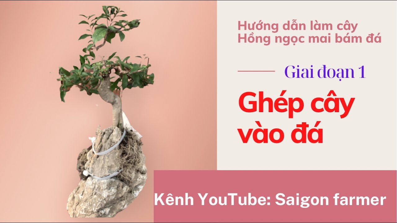 Cây Hồng Ngọc Mai Bonsai – Đặc Điểm, Công Dụng và Cách Chăm Sóc