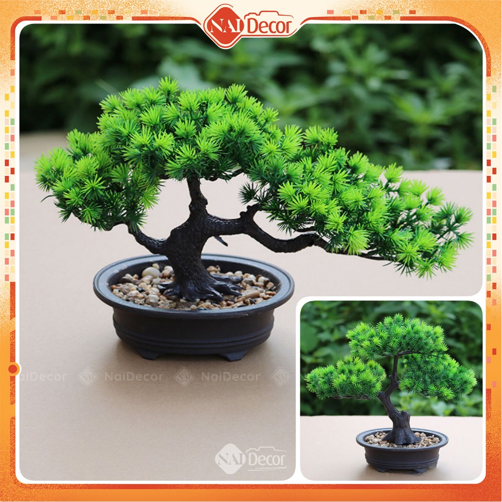 Cây Tùng Đen Bonsai: Đặc Điểm, Ý Nghĩa và Cách Chăm Sóc