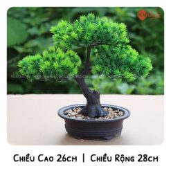 Cây Tùng Đen Bonsai: Đặc Điểm, Ý Nghĩa và Cách Chăm Sóc