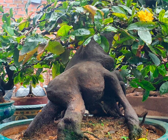 Mang cây héo ngọn về trồng bỗng thành bonsai dáng thế đẹp, mang tới tài  lộc, có cây 3,5 tỷ chủ nhân vẫn không bán