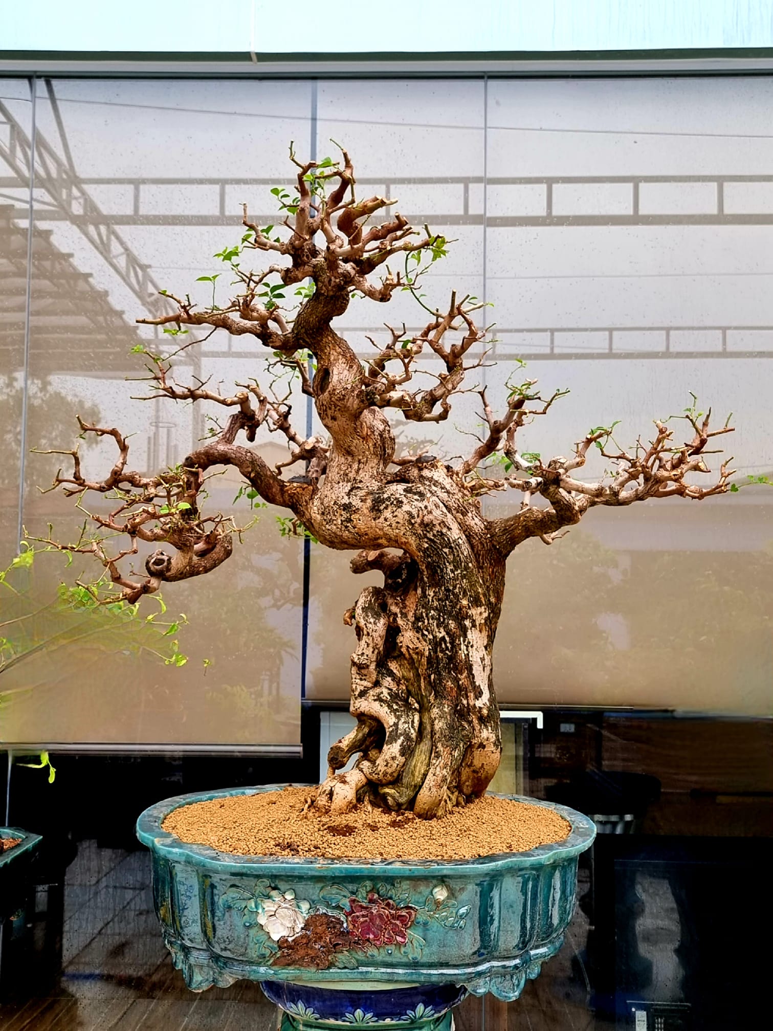 Những Cây Hoa Giấy Bonsai Đẹp Dễ Trồng Và Chăm Sóc