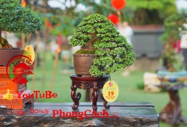 Cây Chòi Mòi Bonsai – Tất Cả Những Điều Bạn Cần Biết