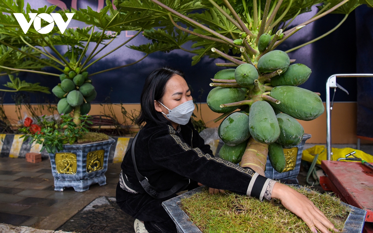 Tất Tần Tật Về Cây Du Bonsai - Vườn Tinh Mộc