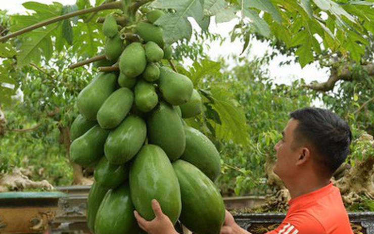 Tất Tần Tật Về Cây Du Bonsai - Vườn Tinh Mộc