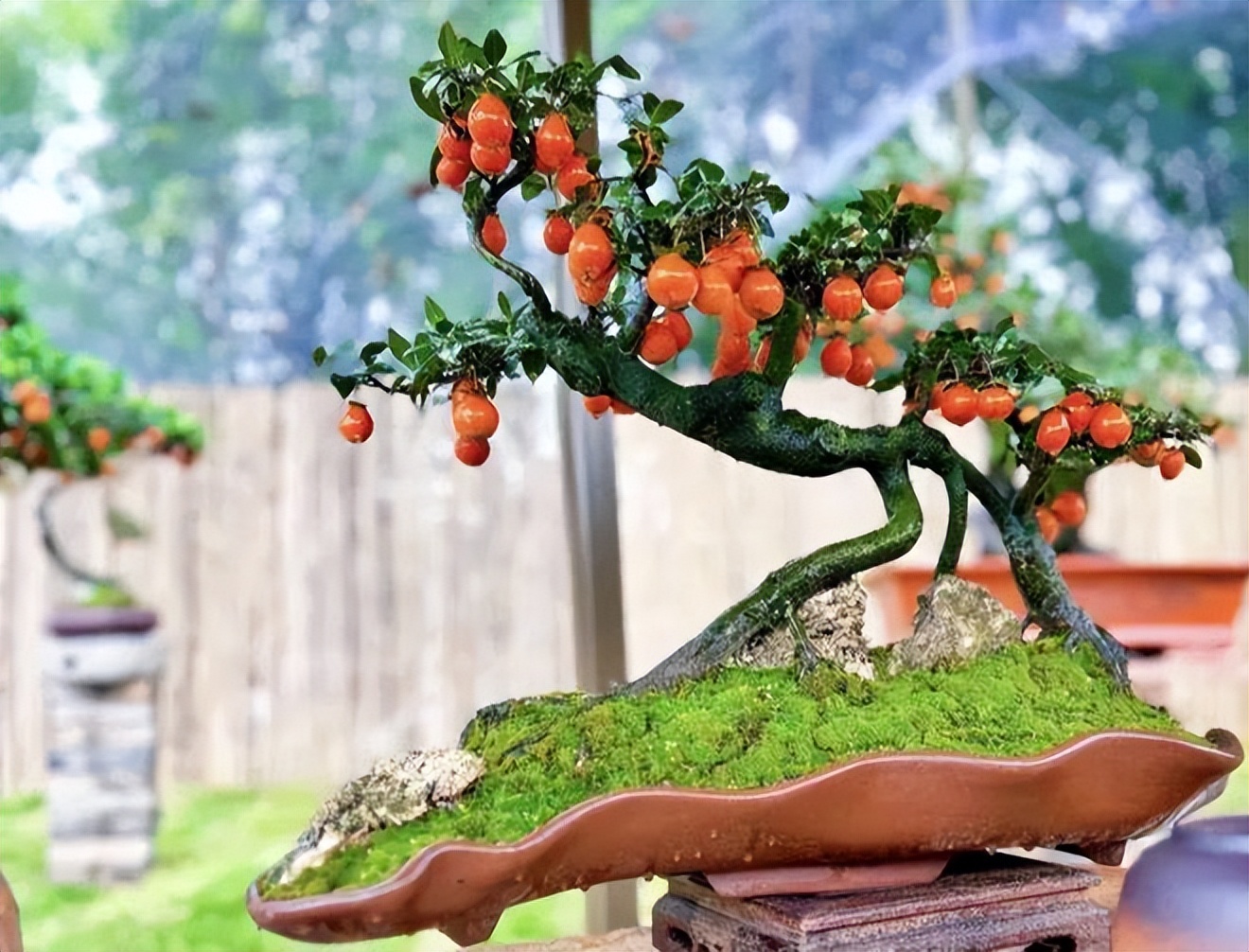 5 loại cây bonsai sinh lời cao: Vừa làm cảnh vừa ăn được, càng trồng càng thu hút tài lộc