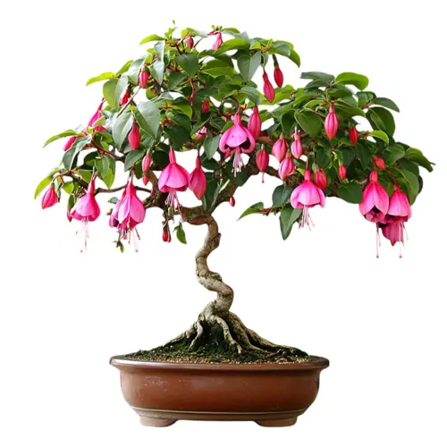 Fuchsia Bonsai Care Guide - Miyagi Bonsai