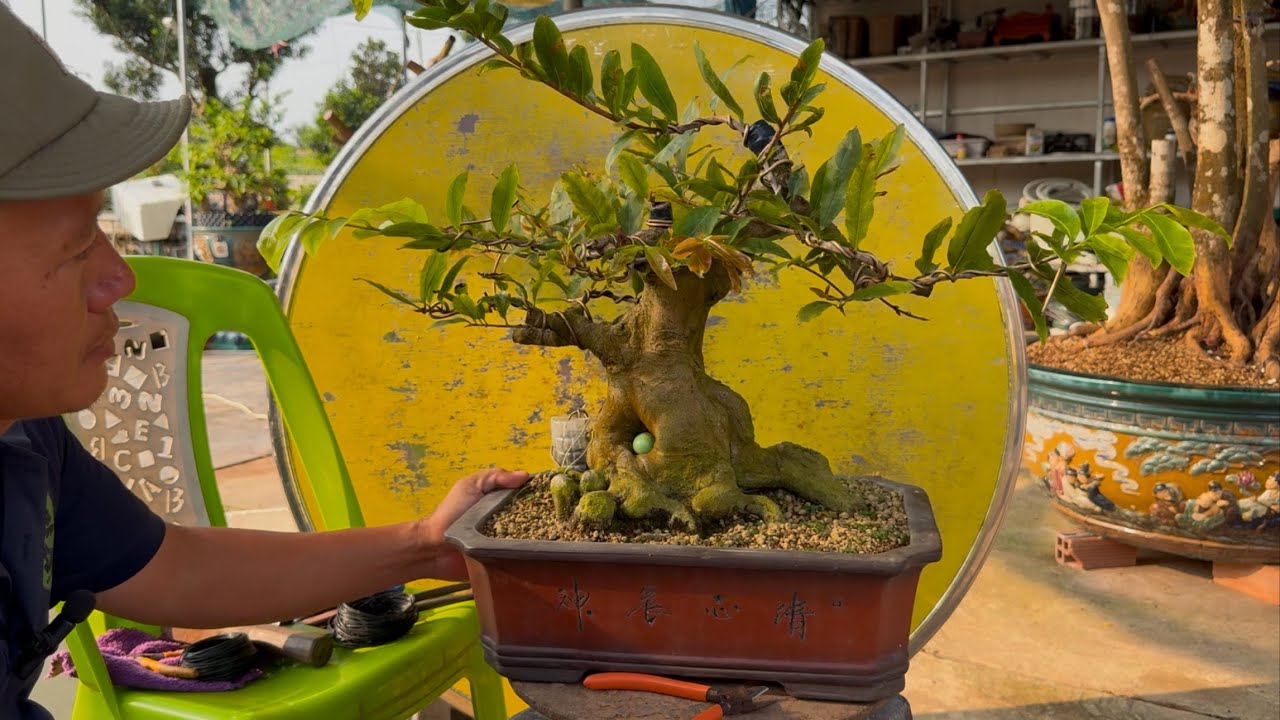Xử Lý Lại Cây Mai Bonsai Tuột Cành Chi Ra Không Đúng Chỗ