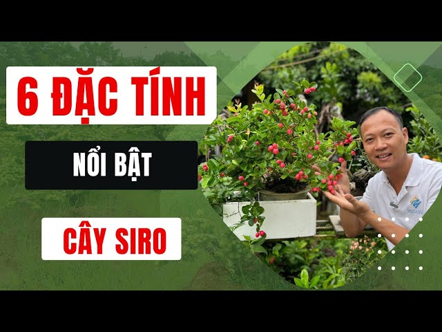 Tìm hiểu về cây siro bonsai