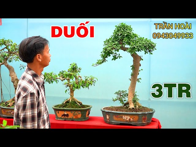 Cây Duối Bonsai Đẹp - Vườn Tinh Mộc