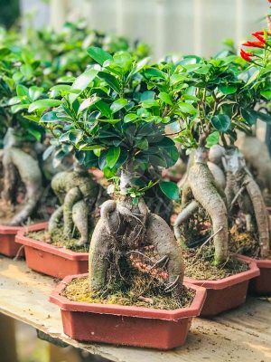 Cây Si Bonsai Nhỏ • Sài Gòn Hoa 2025