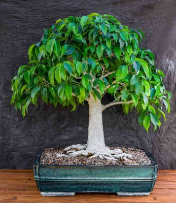5 Bonsai Trees You Can Grow at Home