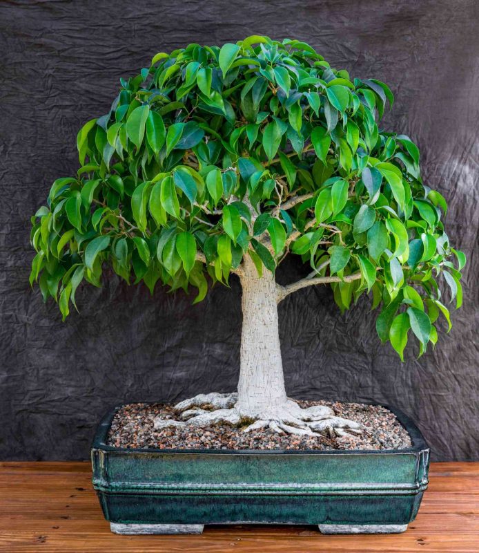 5 Bonsai Trees You Can Grow at Home