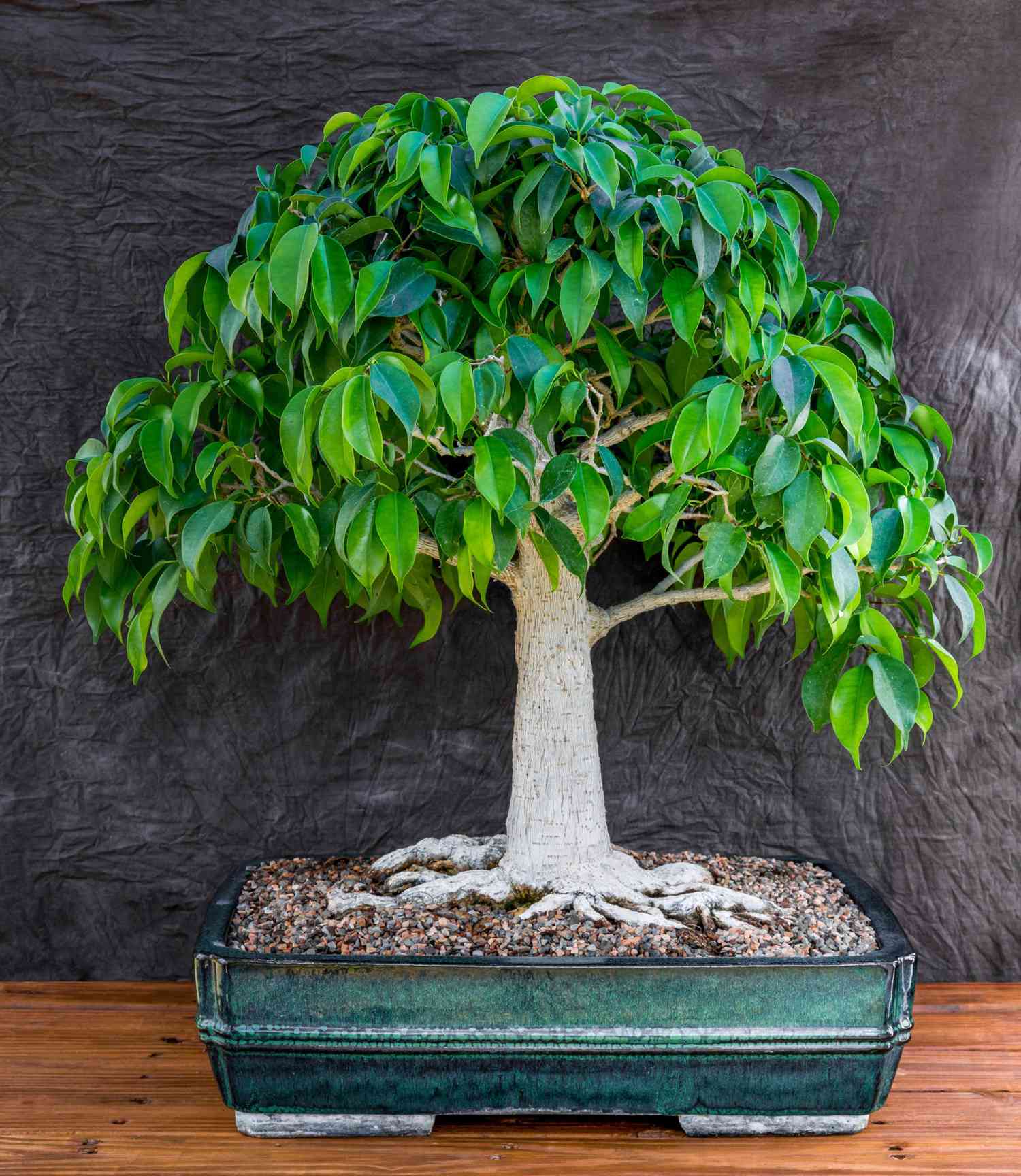 5 Bonsai Trees You Can Grow at Home