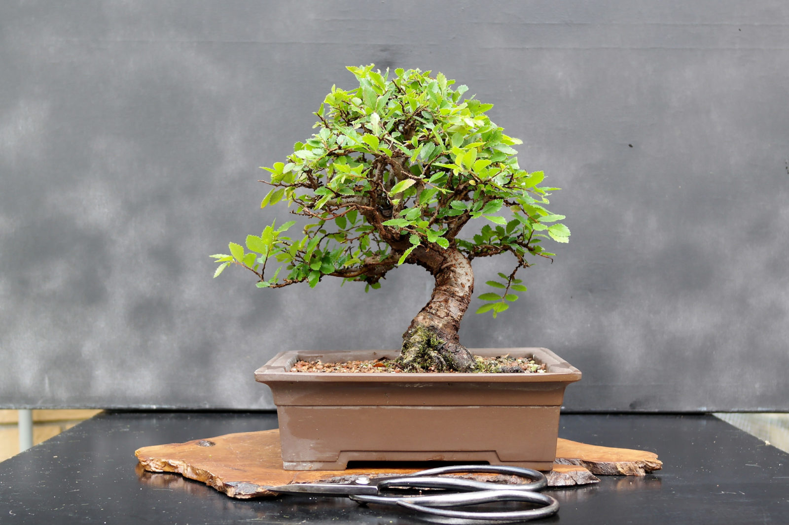 Trang trí sân vườn nhà đẹp với cây bonsai mini - CafeLand.Vn