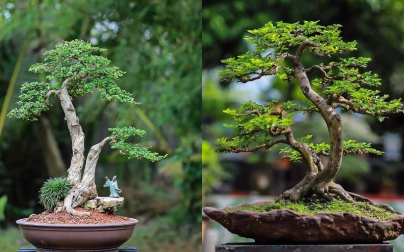 Bonsai 2 Thân Đẹp