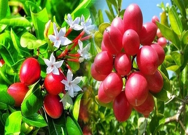 Tìm hiểu về cây siro bonsai