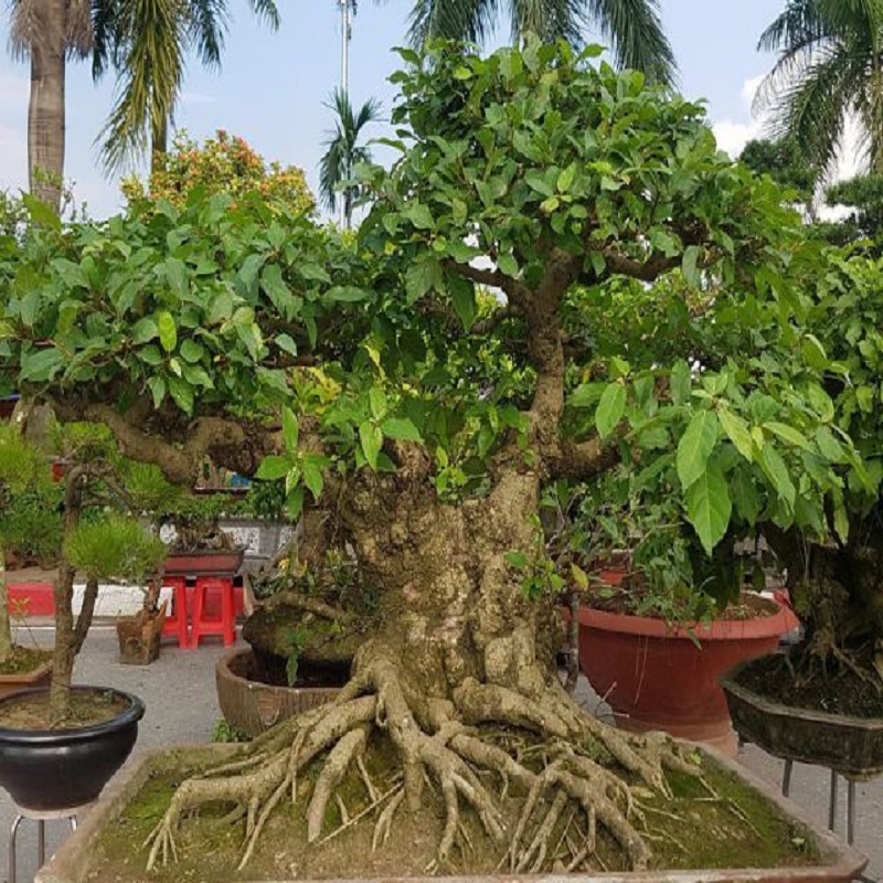 Cây Sang Bonsai - Đặc Điểm, Chăm Sóc và Mua Bán Tại Vườn Tinh Mộc