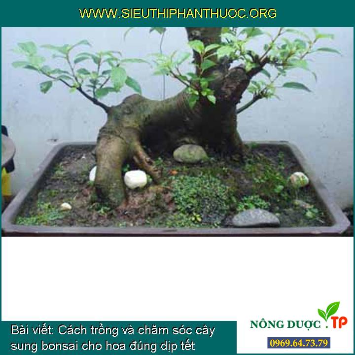 Cây sung bonsai - Chuyên bán bonsai tại Vườn Tinh Mộc
