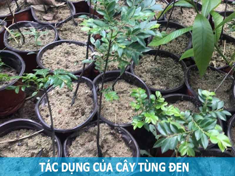 Cây Tùng Đen Bonsai: Đặc Điểm, Ý Nghĩa và Cách Chăm Sóc