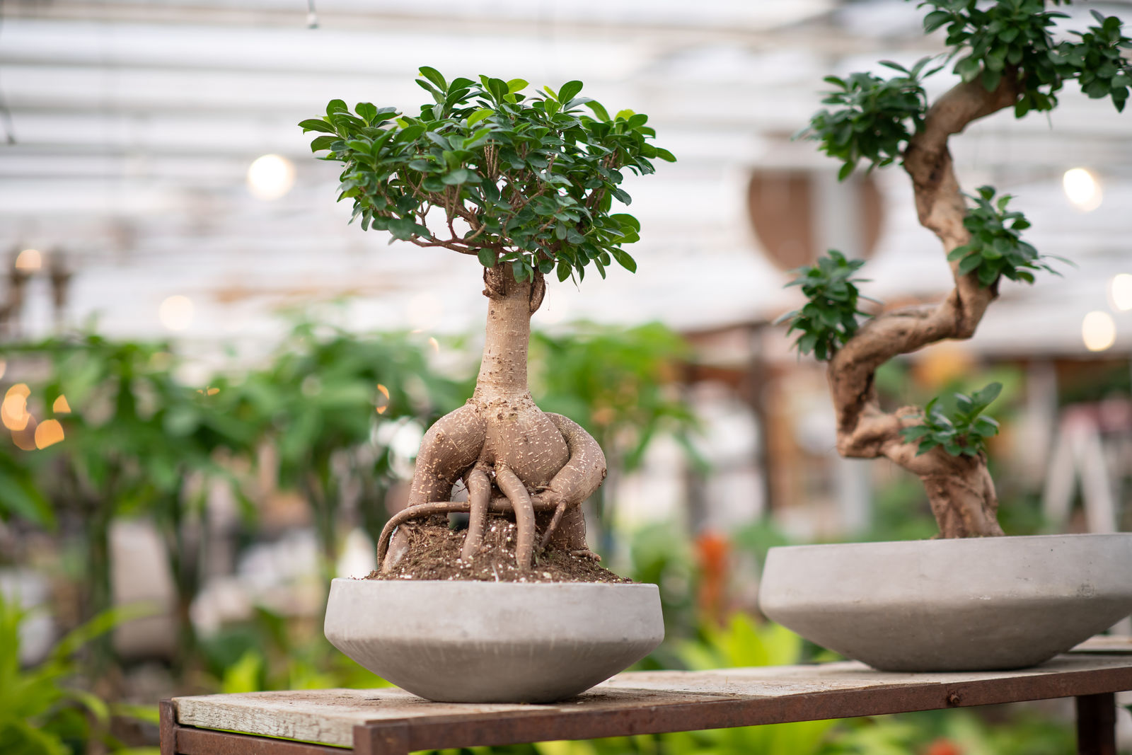 Caring for Your Bonsai – West Coast Gardens